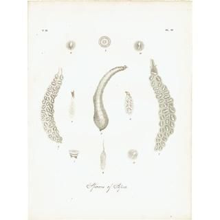 動物・昆虫・海洋生物・スケルトンなどの博物画 - アンティーク