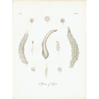 海洋生物 Spawn of sepiola イギリス アンティークプリント 博物画 標本画｜0106