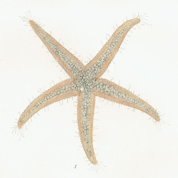 海洋生物 ヒトデ（海星 / スターフィッシュ） イギリス