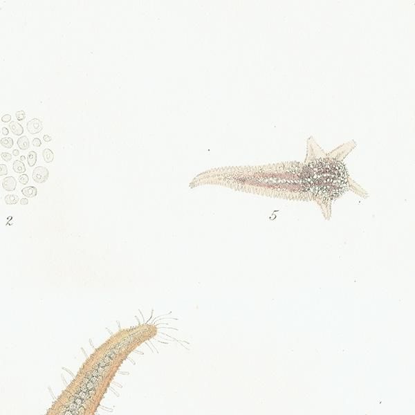 海洋生物 ヒトデ（海星 / スターフィッシュ） イギリス