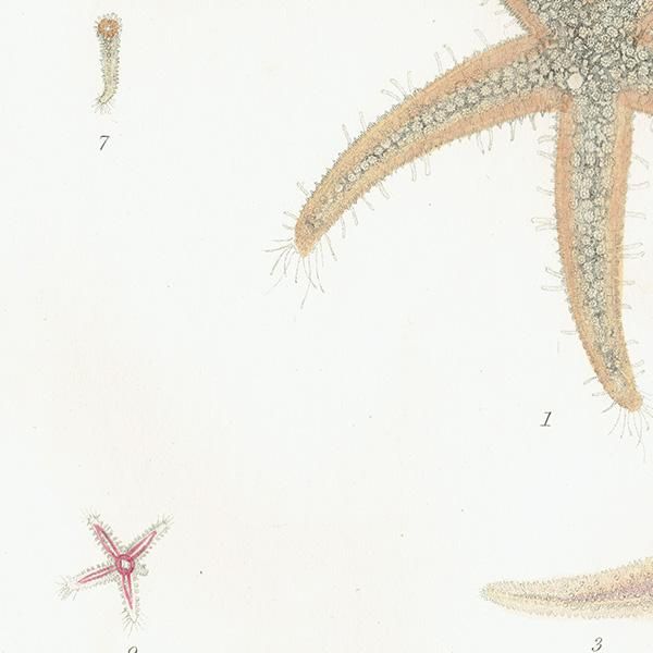 海洋生物 ヒトデ（海星 / スターフィッシュ） イギリス