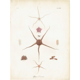 海洋生物 ヒトデ（海星 / スターフィッシュ） イギリス アンティークプリント 博物画 標本画｜0119