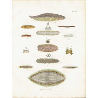海洋生物 ウロコムシ（Aphrodita） イギリス アンティークプリント 博物画 標本画｜0109