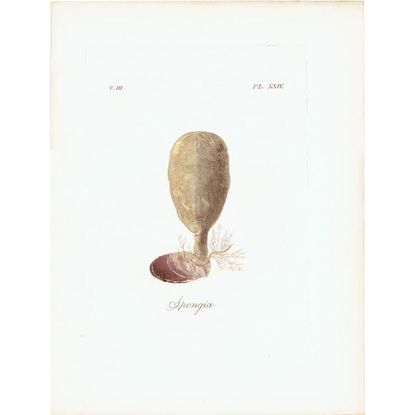 大人気新品セール ブ 海洋生物 モクヨクカイメン（Spongia） アンティーク イギリス その他