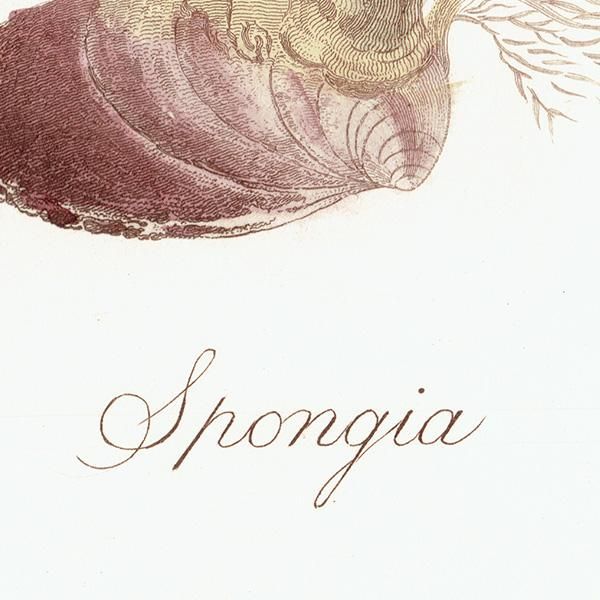 海洋生物 モクヨクカイメン（Spongia） イギリス アンティーク