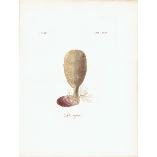 海洋生物 モクヨクカイメン（Spongia） イギリス アンティーク プリント 博物画 標本画｜0111