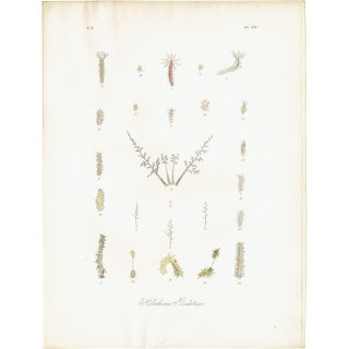 海洋生物 クロナマコ科（Holothuria Bodotrice） イギリス アンティーク プリント 博物画 標本画｜0112
