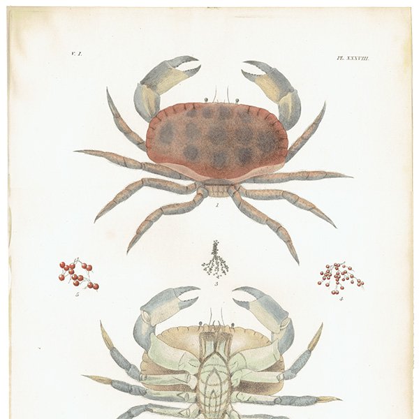 ʪ 衼åѥ祦 CANCER PAGURUS / Common Crab ꥹ ƥ ץ ʪ ɸܲ0114