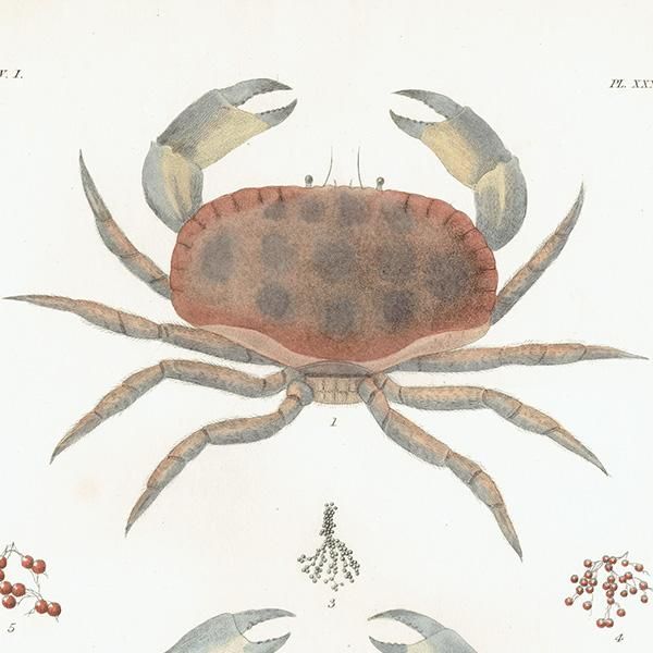 博物図版】『SAUGETIERE/哺乳類』○全192図揃い○検)図鑑/生物画