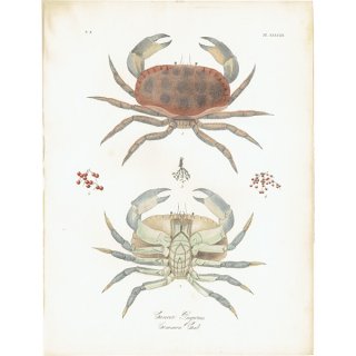 海洋生物 ヨーロッパイチョウガニ （CANCER PAGURUS / Common Crab） イギリス アンティーク プリント 博物画 標本画｜0114