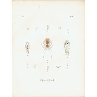海洋生物 イカ （Sepia Sepiola） イギリス アンティーク プリント 博物画 標本画｜0115