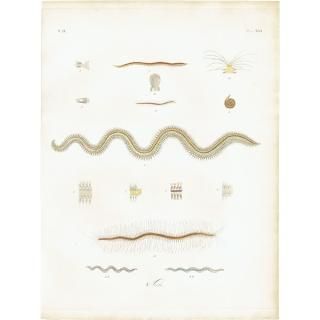 動物・昆虫・海洋生物・スケルトンなどの博物画 - アンティーク
