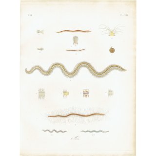 海洋生物 ゴカイ（Nereis） イギリス アンティーク プリント 博物画 標本画｜0123