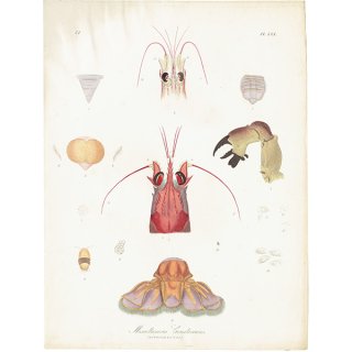 海洋生物 その他の甲殻（Miscellaneous Crustaceans）海老 イギリス アンティーク プリント 博物画 標本画｜0125