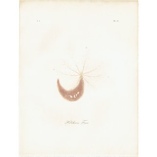 海洋生物 クロナマコ属（Holothuuria Fusus） イギリス アンティーク プリント 博物画 標本画｜0126