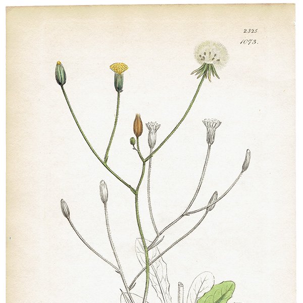 イギリス アンティーク ボタニカルアート/植物画 銅版画 Prenanthes hieraciifolia. plate.1073