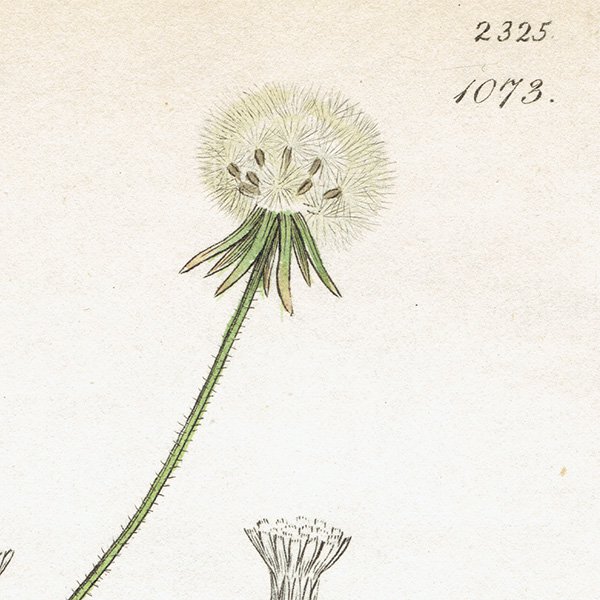 イギリス アンティーク ボタニカルアート/植物画 銅版画 Prenanthes hieraciifolia. plate.1073