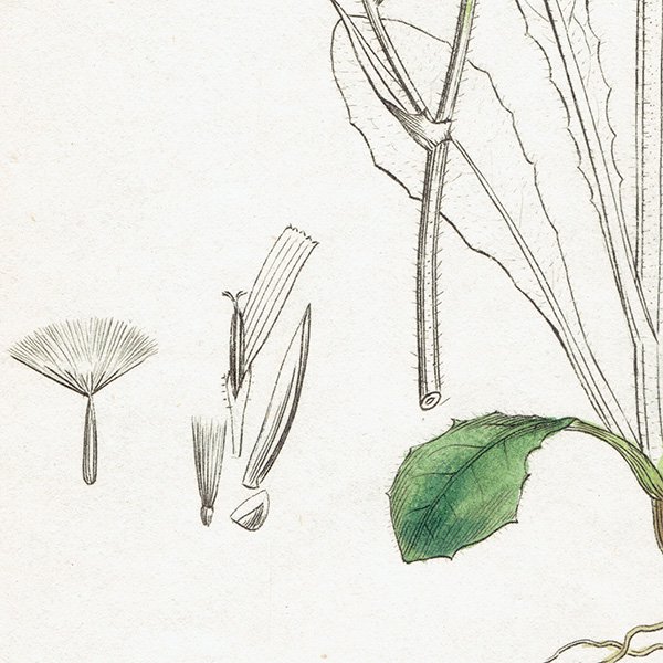 ꥹ ƥ ܥ˥륢/ʪ Ƽǲ Prenanthes hieraciifolia. plate.1073,1839ǯ 0580