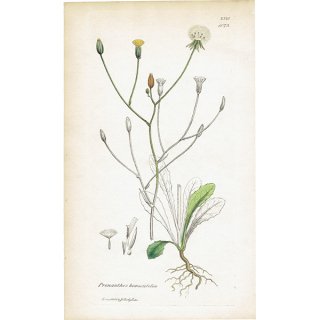 イギリス アンティーク ボタニカルアート/植物画 銅版画 Prenanthes hieraciifolia. plate.1073,1839年 0580