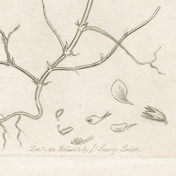 ボタニカルアート銅版画 送料無料 ◇ 絵画 ボタニカルアート 銅版画 手彩色 2枚 カーチス