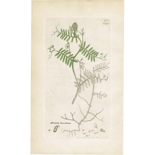 イギリス アンティーク ボタニカルアート/植物画 銅版画 Ervum hirsutum.（スズメノエンドウ） plate.1018,1839年 0581