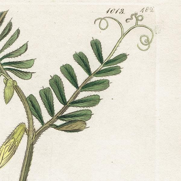 イギリス アンティーク ボタニカルアート/植物画 銅版画 Vicia