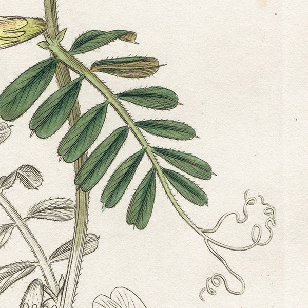 ꥹ ƥ ܥ˥륢/ʪ Ƽǲ Vicia hybrida.ʥҥ֥ plate.1013,1839ǯ 0582