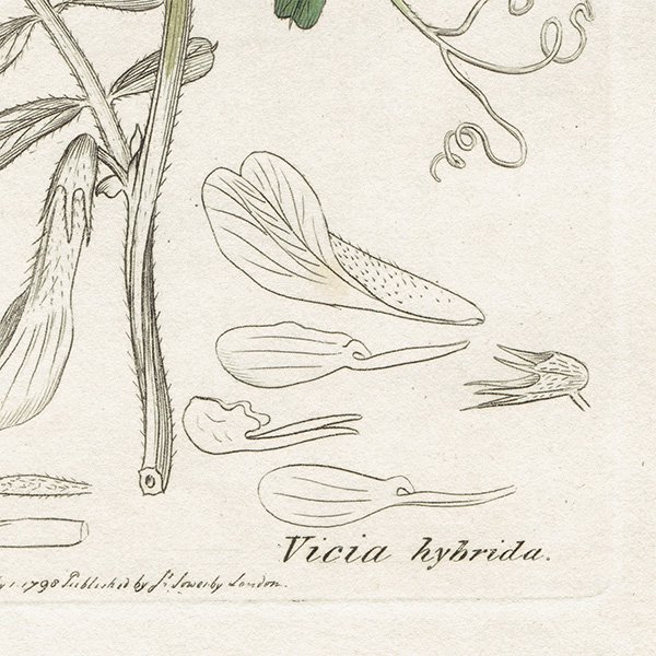 ꥹ ƥ ܥ˥륢/ʪ Ƽǲ Vicia hybrida.ʥҥ֥ plate.1013,1839ǯ 0582