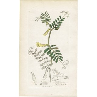 イギリス アンティーク ボタニカルアート/植物画 銅版画 Vicia hybrida.（ウィキア・ヒブリダ） plate.1013,1839年 0582