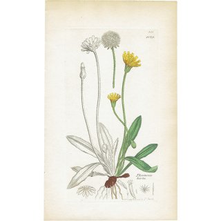 イギリス アンティーク ボタニカルアート/植物画 銅版画 Thrincia hirta.（タンポポモドキ） plate.1079,1839年 0583