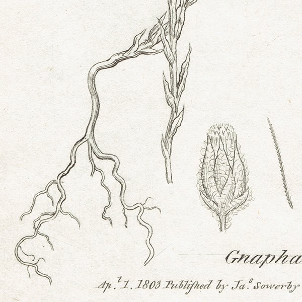 ꥹ ƥ ܥ˥륢/ʪ Ƽǲ Gnaphalium minimum.ʥϥϥ° plate.1143,1839ǯ 0584