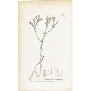 イギリス アンティーク ボタニカルアート/植物画 銅版画 Gnaphalium minimum.（ハハコグサ属） plate.1143,1839年 0584