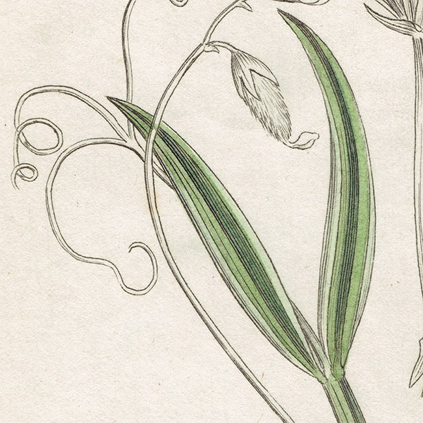 ꥹ ƥ ܥ˥륢/ʪ Ƽǲ Lathyrus hirsutus.ʥ꥽/Ϣ plate.1002,1839ǯ 0585