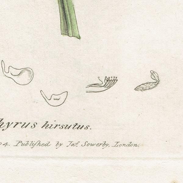 ꥹ ƥ ܥ˥륢/ʪ Ƽǲ Lathyrus hirsutus.ʥ꥽/Ϣ plate.1002,1839ǯ 0585