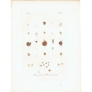 海洋生物 ヒラマキガイ科（Planorbis） イギリス アンティーク プリント 博物画 標本画｜0129