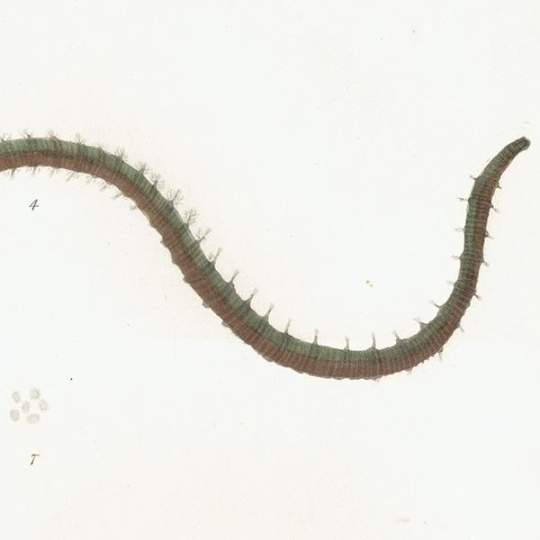 ʪ Lumbricus Marinus / Arenicola Piscatorum ꥹ ƥ ץ ʪ ɸܲ0131