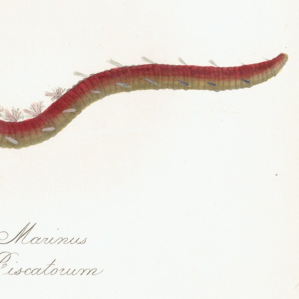 ʪ Lumbricus Marinus / Arenicola Piscatorum ꥹ ƥ ץ ʪ ɸܲ0131