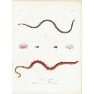 海洋生物 ワーム（Lumbricus Marinus / Arenicola Piscatorum） イギリス アンティーク プリント 博物画 標本画｜0131
