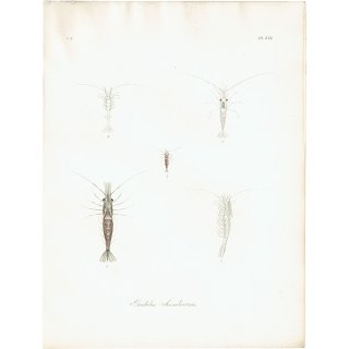 海洋生物 エビ（Pandalus annulicornis） イギリス アンティーク プリント 博物画 標本画｜0134