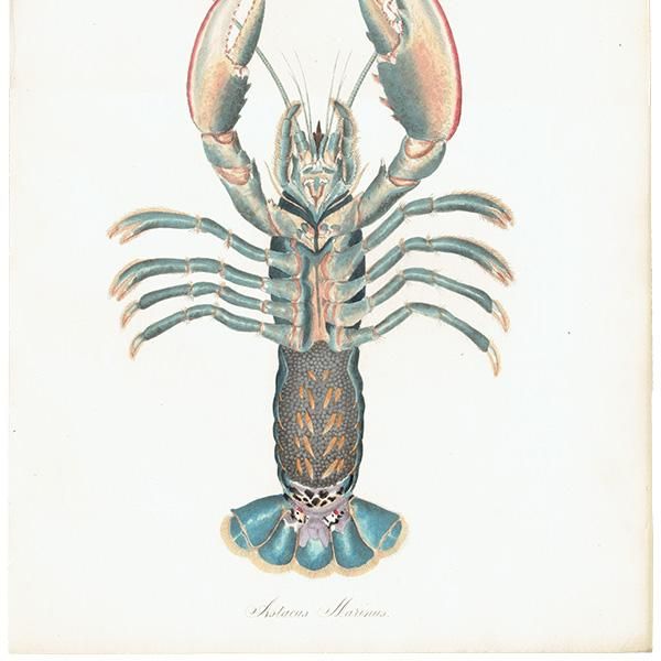 海洋生物 ヨーロッパロブスター / ヨーロッパオマール(Astacus Marinus) イギリス アンティーク プリント 博物画 標本画| 海洋生物 ヨーロッパロブスター / ヨーロッパオマール(Astacus Marinus) イギリス アンティーク プリント 博物画 標本画|
