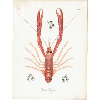 動物・昆虫・海洋生物・スケルトンなどの博物画 - アンティーク