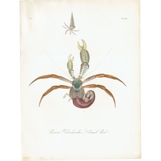 海洋生物 ヤドカリ（Cancer Bernhardus / Hermit Crab）イギリス アンティーク プリント 博物画 標本画｜0137