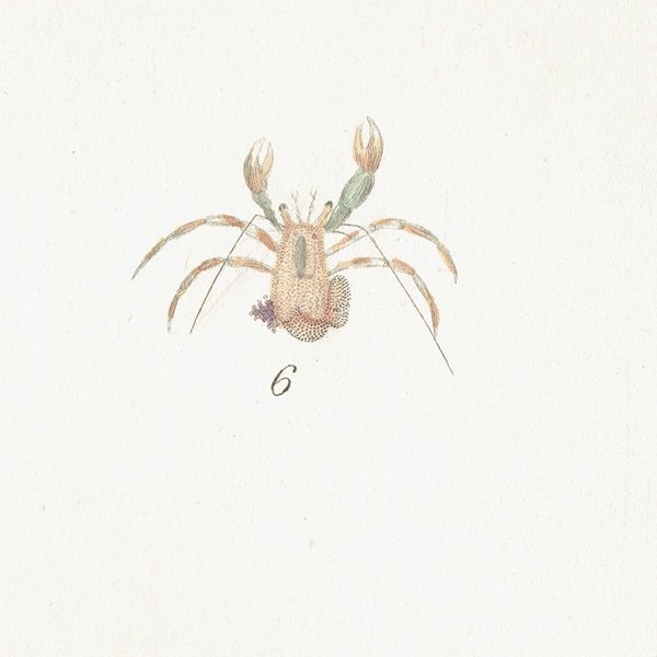 ʪ ɥCancer Bernhardus / Hermit Crab ꥹ ƥ ץ ʪ ɸܲ0138