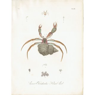 海洋生物 ヤドカリ（Cancer Bernhardus / Hermit Crab） イギリス アンティーク プリント 博物画 標本画｜0138