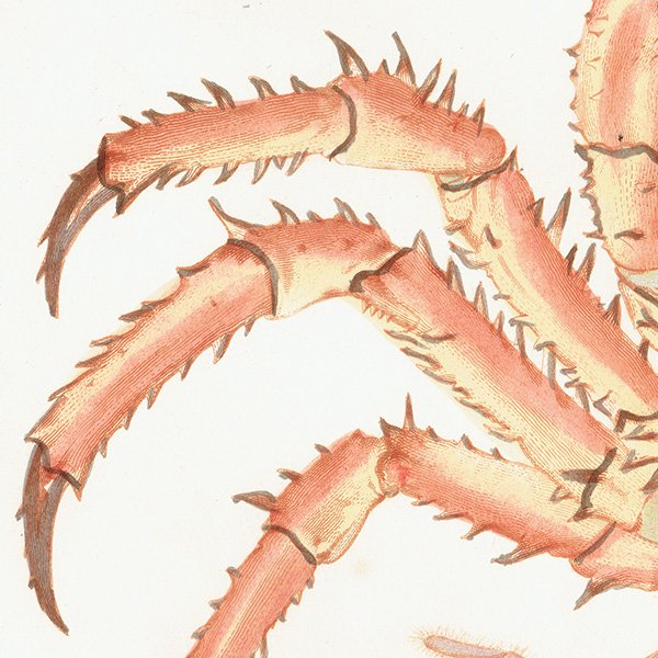 ʪ 륤ˡCancer Horridus / Prickly Crab ꥹ ƥ ץ ʪ ɸܲ0139