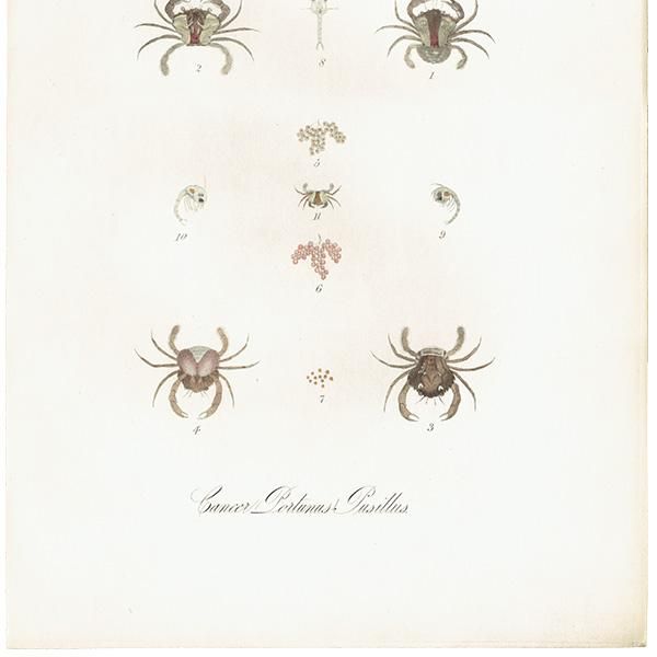 ʪ 勵ꥬ˲ʥߡCancer (Portunus) Pusillus ꥹ ƥ ץ ʪ ɸܲ0140