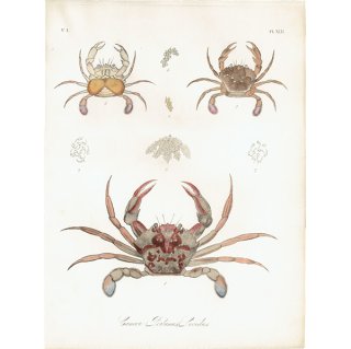 海洋生物 カニ 甲殻類（Cancer (Portunus) Lividus ） イギリス アンティーク プリント 博物画 標本画｜0141