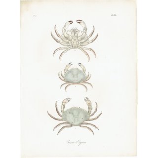 海洋生物 ヨーロッパイチョウガニ（Cancer Pagurus）イギリス アンティーク プリント 博物画 標本画｜0142