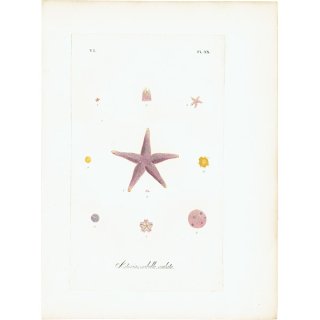 海洋生物 ヒトデ（海星 / スターフィッシュ） イギリ スアンティークプリント 博物画 標本画｜0143
