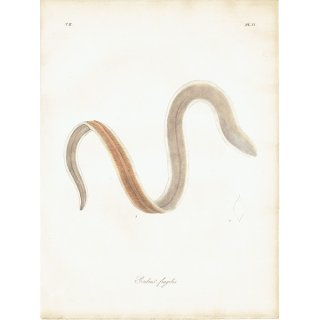 海洋生物 海綿動物（Gordius fragilis）のイギリスアンティークプリント 博物画 標本画｜0144